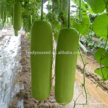 BTG01 Xiancun mid-maturity high yield bottle gourd seeds